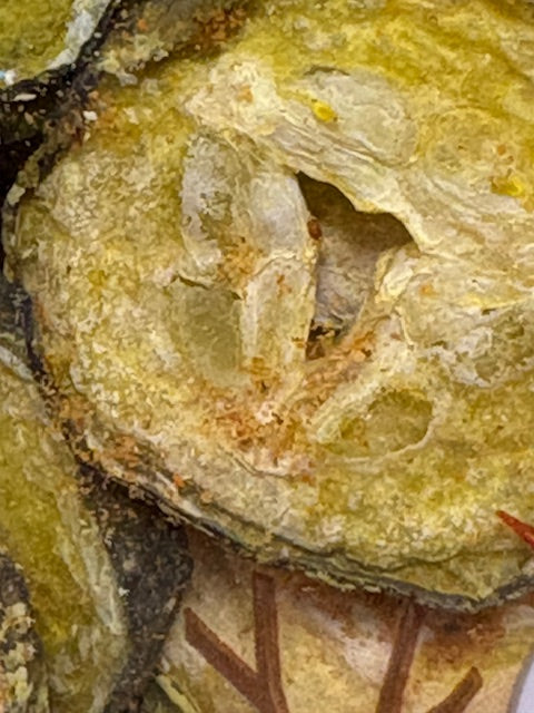 Freeze Dried Dill Pickles